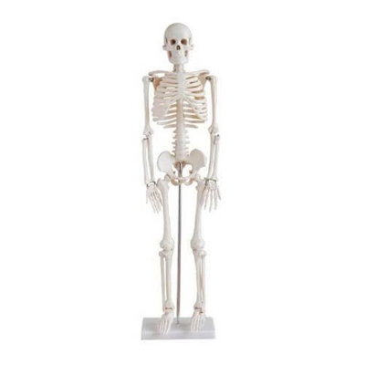 Picture of Human Skeleton 85CM, Model: XC-102-Multicolor