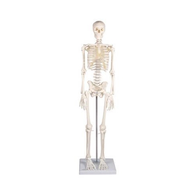 Picture of Human Skeleton Model 45CM-Multicolor
