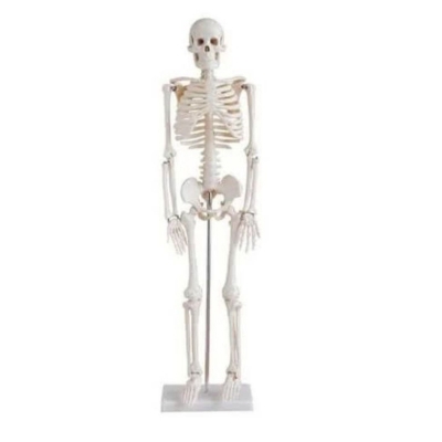 Picture of Human Skeleton Model 45CM-Multicolor