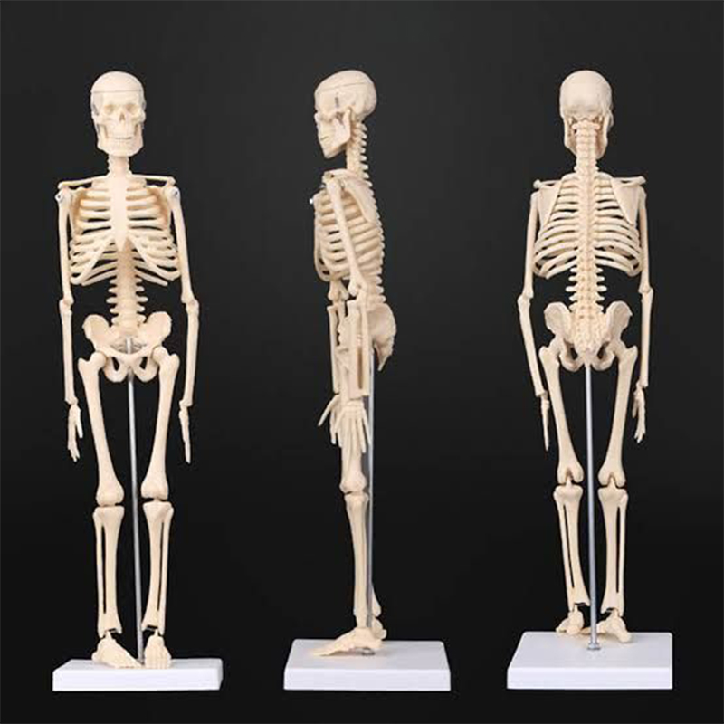 Picture of Human Skeleton Model 45CM-Multicolor