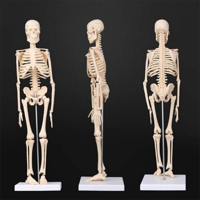 Picture of Human Skeleton Model 45CM-Multicolor