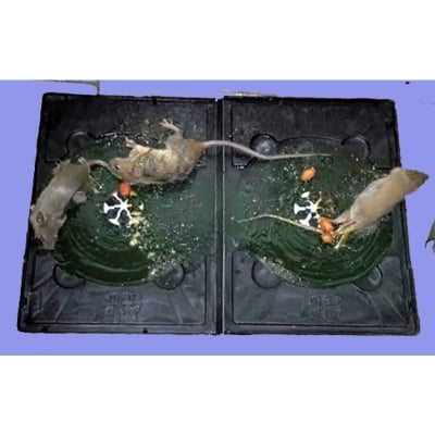 Picture of Rat & Mouse Bond Traps, idur Marar CD , Glue Trap 5 Pieces Combo