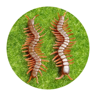Picture of 10 Pcs Artificial Centipede Halloween Decoration Prop Insect Model April Fool Day Novel Fun Small Toy Simulated Centipede Trick Toys