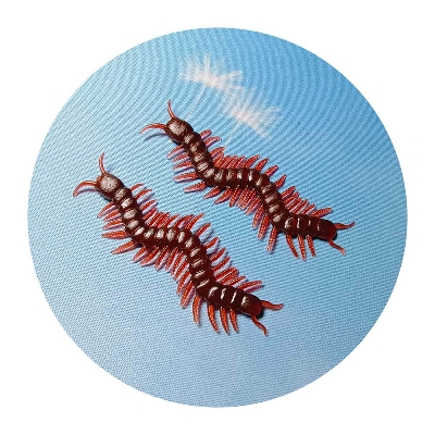 Picture of 10 Pcs Artificial Centipede Halloween Decoration Prop Insect Model April Fool Day Novel Fun Small Toy Simulated Centipede Trick Toys