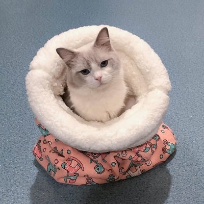 Picture of Comfortable Cat Sleeping Bag – Soft Warm Closed Cat Bed, Funny Tunnel Pet Lovely Nest for Cats (2.5–7kg) Pet Supplies - Multicolor