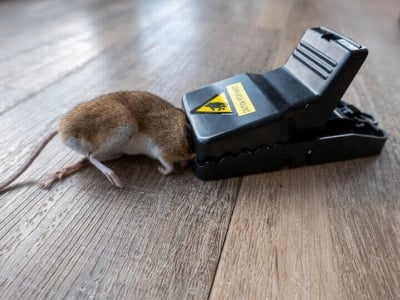 Picture of Mouse Killer Trap Indoor Rat Trap For House & Kitchen| Reusable Easy Mouse Catcher(5×3×3 inches) - Black
