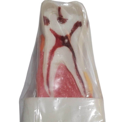 Picture of Small Teeth Model Dental