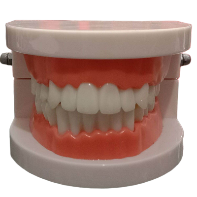 Picture of Dental model Teeth