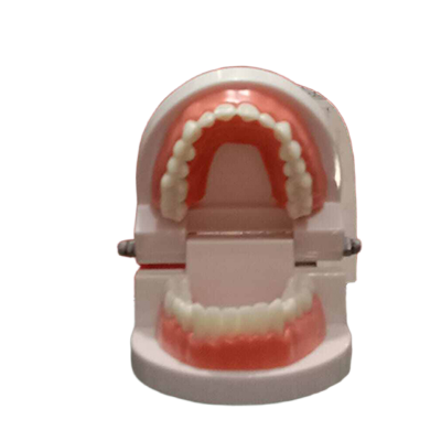 Picture of Dental model Teeth