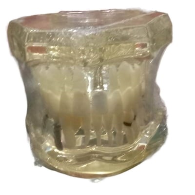 Picture of Transperment Teeth Model