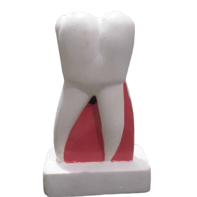 Picture of Dental Teeth Model Small-White