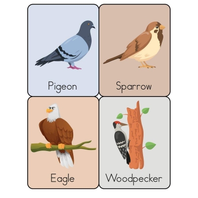 Picture of Bird Flash cards (Paperback) Flashcard for Kids Multicolor 