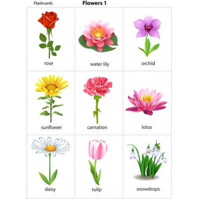 Picture of Flash Cards Flowers  for Kids Early Learning | Easy & Fun Way of Early Learning (3+ Years) Multicolor 