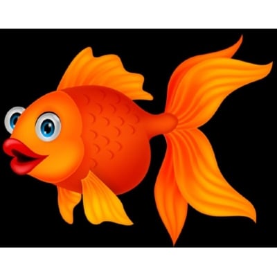 Picture of Fish Flash Card for Kids Early Learning 24 Cards Multicolor 