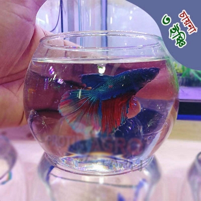 Picture of Mini Fighter Fish Aquarium 3 Inches Fish Jar for 1 Betta fish Bowl 150 gm 