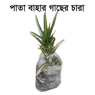 Picture of Cotton Plant, Indoor Plant