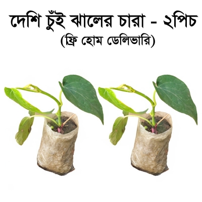 Picture of Chui Jhal Plant for RoofTop, Garden, Indoor and Outdoor.