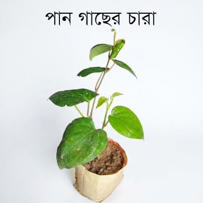 Picture of Betel Leaf  Plant (Pan Plant)