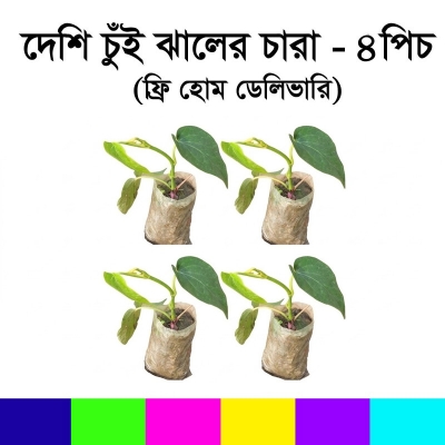 Picture of Chui Jhal Plant for RoofTop, Garden, Indoor and Outdoor.