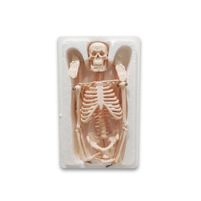 Picture of Human Skeleton With Stand - White - Int: One size