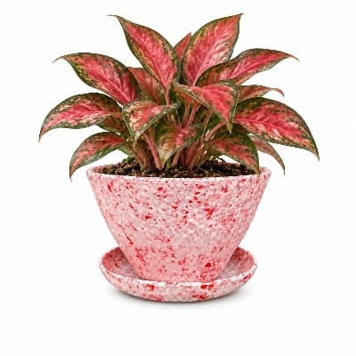 Picture of Planet Pot Assorted Color
