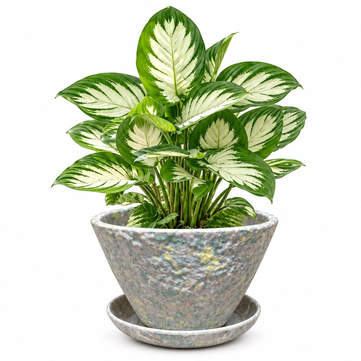 Picture of Planet Pot Assorted Color