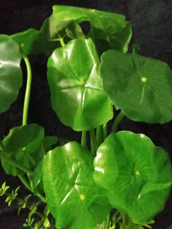Picture of Artificial plant flower - Home Decoration Item-Green