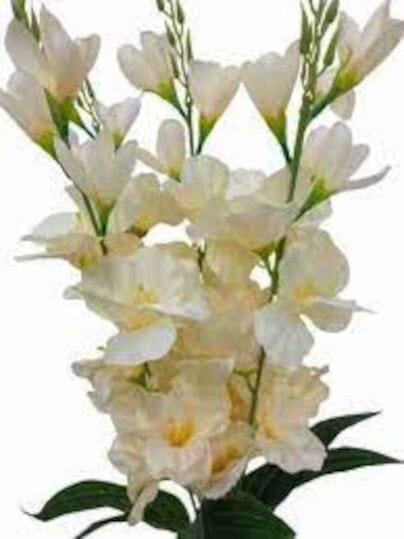 Picture of Artificial Flower 1 full Stick 24 Inc Long  for Home Decoration Item-White