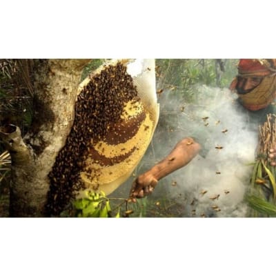 Picture of Mixed Flower Honey 1KG ( Sundarban er Modhu )