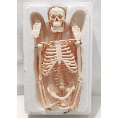 Picture of Human Skeleton With Stand