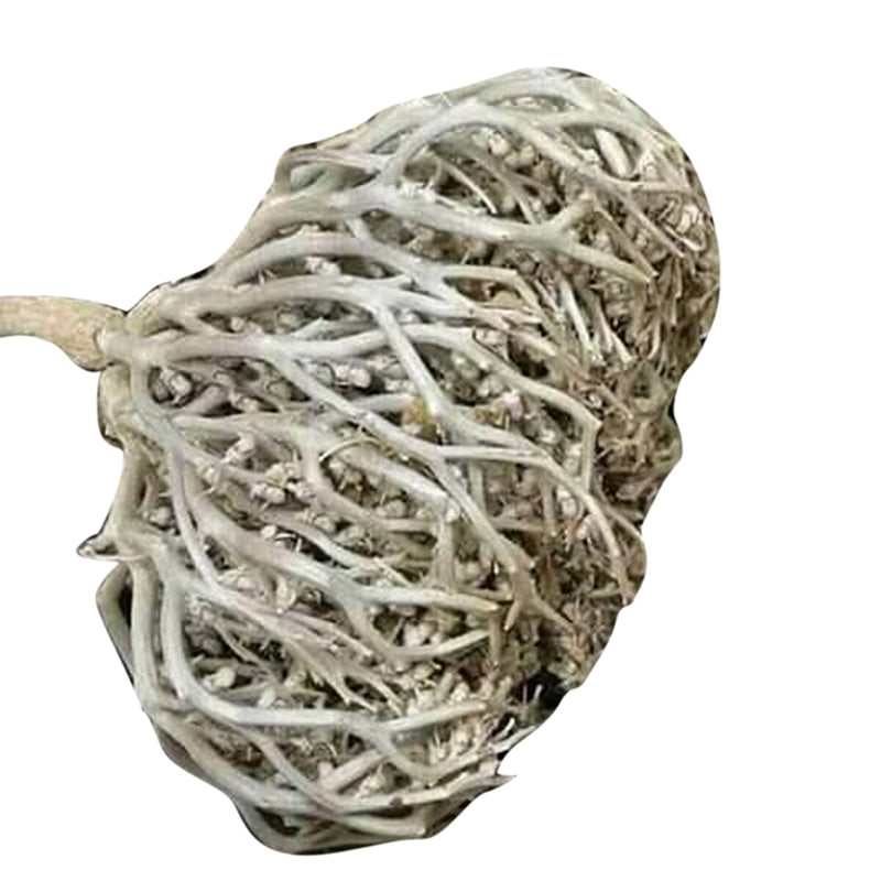Picture of Moriom Flower-White